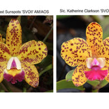 Pot. Stippled Sunset (Blc. SunCoast Sun Spots 'SVO II' AM/AOS x Slc. Katherine Clarkson 'SVO' HCC/AOS)
