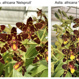SVO 9537 (Ansellia gigantea 'Nelspruit' x Ansellia gigantea 'Dark Warrior')