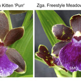 SVO Z4067 Zygopetalum (Zga. Dragon Kitten 'Purr' x Zga. Freestyle Meadows 'Show Stopper')