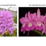 C. Loddiglossa 'Honey Ball' SM/JOGA x Bc. Little Mermaid 'Janet' AM/AOS