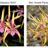 SVO 10119 Den. Willette Klausner Super Nova (Den. Regal Gillieston 'SVO' x Den. Aussie Parade 'Carrot Splash' AM/AOS)