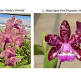 C. Caudebec 'Marty's Orchids' x C. Motte Spot 'Pink Phantom' AM/AOS
