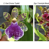 Z. Kiwi Choice 'Tyabb' x Zga. Freestyle Meadows 'Ruby Lips'