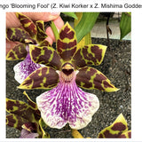 SVO 9866 Zygopetalum (Zga. Fandango 'Blooming Fool' x Zga. Kiwi Korker '9 Flowers')