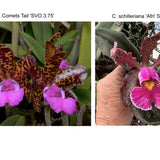 C. Comets Tail 'Super Nice' 4n x C. schilleriana 'Afri' SM/JOGA