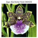 Zygo. Kiwi Korker 'Kutie' AM/AOS x self