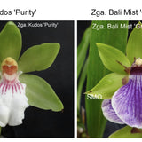 SVO Z4057 Zygopetalum (Zga. Kudos 'Purity' x Zga. Bali Mist 'Grassy')