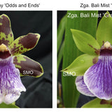 SVO Z4048 Zygopetalum (Zga. Happy Bay 'Odds & Ends' x Zga. Bali Mist 'Grassy')