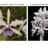 C. Elegans f. coerulea 'Keeper' x C. Interglossa f. coerulea 'Purple Tower' BM/JOGA