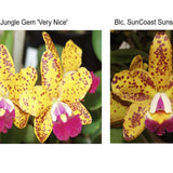 Pot. Dendi's Gem (Slc. Jungle Gem 'Very Nice' x Blc. SunCoast Sunspots 'SVO II' AM/AOS)
