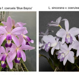 Lc. Trudy Marsh (C. violacea f. coerulea 'Blue Bayou' x L. sincorana f. coerulea 'SVO')