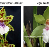SVO Z4059 Zygopetalum (Zga. Happy Meadows 'Lime Cocktail' x Zga. Kudos 'Purity')
