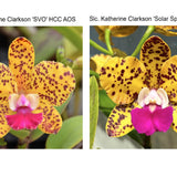 Slc. Katherine Clarkson (Slc. Katherine Clarkson 'SVO' HCC/AOS x Slc. Katherine Clarkson 'Solar Spots' HCC/AOS)