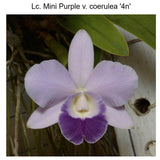 Lc. Mini Purple coerulea (Lc. Mini Purple 'Coerulea 4n' x self)