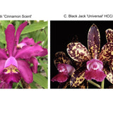 C. Gaudii 'Cinamon Scent' x C. Black Jack 'Universal' HCC/AOS