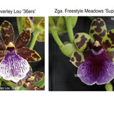 Npp. Beverley Lou '36ers' X Zga. Freestyle Meadows 'Super Sepals'