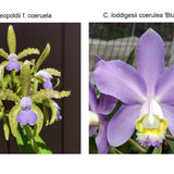 C. Gaudii (C. leopoldii f. coerulea 'Cristina' x C. loddigesii f. coerulea 'Darkest Blue')