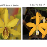Epc. Kyoguchi 'M. Sauno' Mutation 4N x L. Gold Star 'SVO' 4n