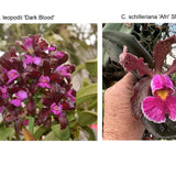 C. Mareeba Tiger (C. leopoldii 'SVO Dark Blood' x C. schilleriana 'Afri' SM/JOGA)
