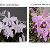 Lc. Trudy Marsh (L. sincorana f. coerulea 'SVO' x C. violacea f. coerulea 'Blue Bayou')