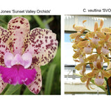 C. Ingenuity Spots (C. Mark Jones 'SVO' HCC/AOS x C. velutina 'SVO 24')