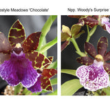 Zga. Freestyle Meadows 'Chocolate' X Npp. Woody's Surprise 'Adelaide'