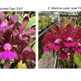 C. Mareeba Tiger 'SVO' x Lc. Mishima Luster 'Jean' FCC/AOS