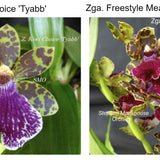 SVO Z4052 Zygopetalum (Zga. Kiwi Choice 'Tyabb' x Zga. Freestyle Meadows 'Ruby Lips')