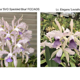 C. Leoloddiglossa 'SVO Speckled Blue' FCC/AOS x Lc. Elegans 'Leviathan'