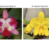 Sc. New Year's Gift (Sc. Batemaniana 'Bette' 4n x Sc. Beaufort 'Big Circle' 4n)
