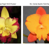 Blc. Picotee Flight 'SVO' x Slc. Candy Sparks 'Gold Spark'