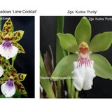Zga. Happy Meadows 'Lime Cocktail' x Zga. Kudos 'Purity'