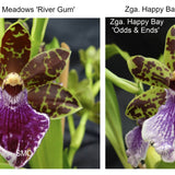 SVO Z4049 Zygopetalum (Zga. Freestyle Meadows 'River Gum' x Zga. Happy Bay 'Odds & Ends')