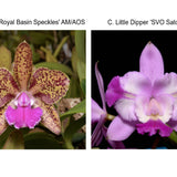 C. Hot Spot 'Royal Basin Speckles' AM/AOS x C. Little Dipper 'SVO Sato' 4n