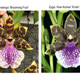 Zygo. Fandango 'Blooming Fool' x Zygo. Kiwi Korker '9 Flowers'