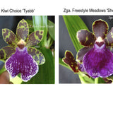 Zga. Freestyle Meadows 'Show Stopper' X Zygo. Kiwi Choice 'Tyabb'