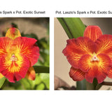 Pot. Laszlo's Spark 'Mini Flare' x Pot. Exotic Sunset 'Fire Flare'