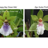 Zga. Happy Bay 'Green Hills' X Zga. Kudos 'Purity'