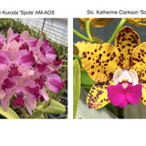 C. Penny Kuroda 'Spots' AM/AOS x Slc. Katherine Clarkson 'Solar Spots' HCC/AOS