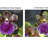 Zygo. Kiwi Choice 'Tyabb' X Zga. Freestyle Meadows 'Show Stopper'