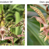 Ctsm. semicirculatum 'SVO' x Ctsm. gladiaturium 'SVO 35'