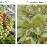 Cl. russeliana 'SVO' x Cl. russeliana 'David N'