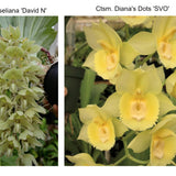 Cl. russelliana 'David N.' x Ctsm. Diana's Dots 'SVO'