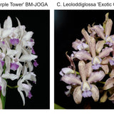 C. Interglossa f. coerulea 'Purple Tower' BM/JOGA x C. Leoloddigesii 'Exotic Orchids' 4N