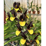 Ctsm. Double Down 'BPYL' x Ctsm. Valerio Padilla 'Burgundy & Gold'