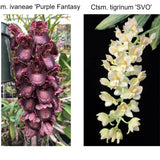 Ctsm. ivaneae 'Purple Fantasy' x Ctsm. tigrinum 'SVO'