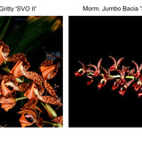 Morm. Nitty-Gritty 'SVO II' x Morm. Jumbo Bacia 'SVO' AM/AOS