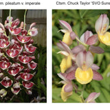 Ctsm. pileatum v. imperale 'Pierre Couret' HCC/AOS x Ctsm. Chuck Taylor 'SVO Sunshine'