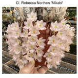 Cl. Rebecca Northen 'Mikkabi' AM/AOS x self