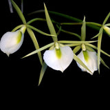 Brassavola fragrans / tuberculata
